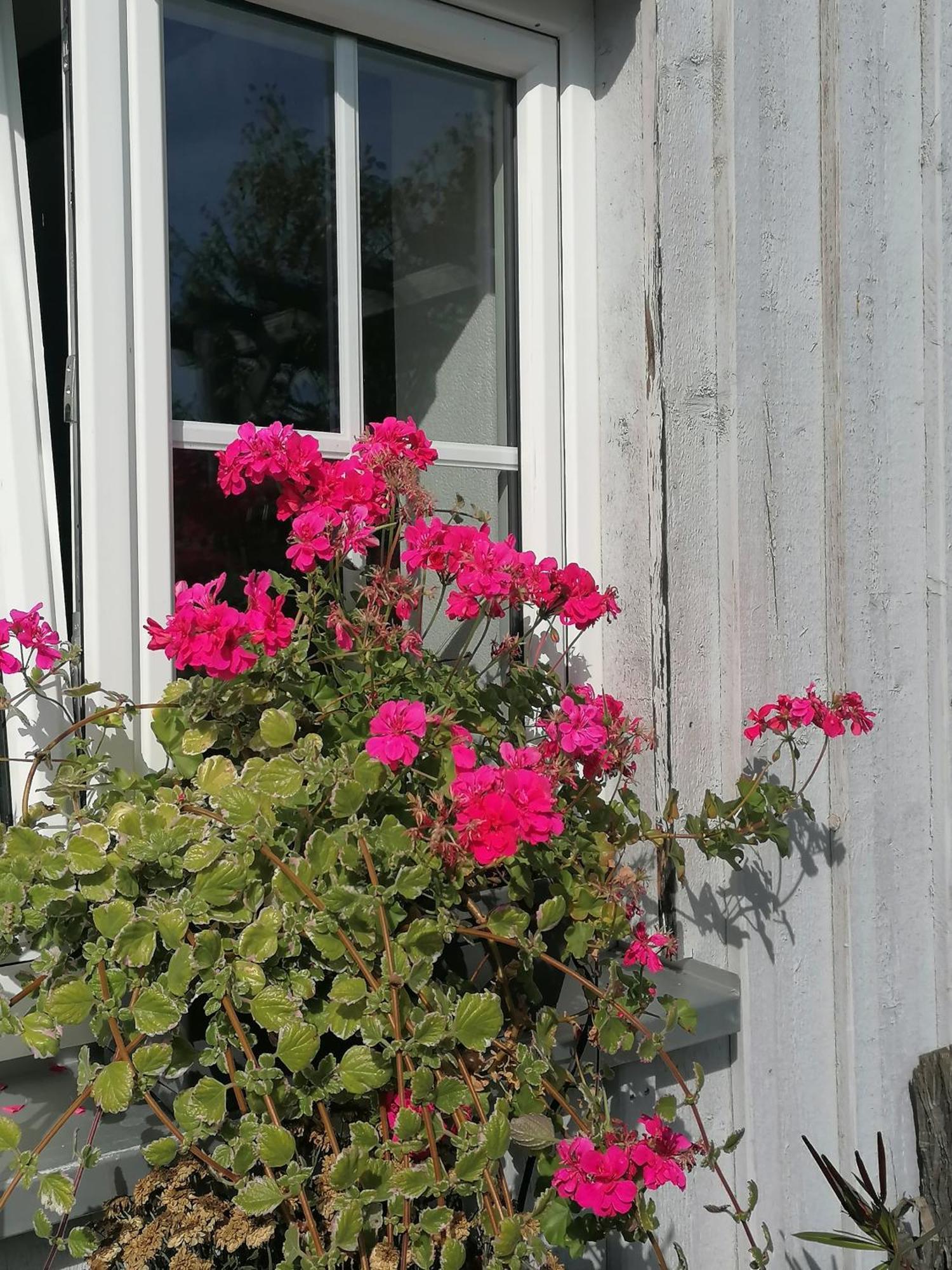 Ferienwohnungen Dornroeschen Weißensberg Exterior foto