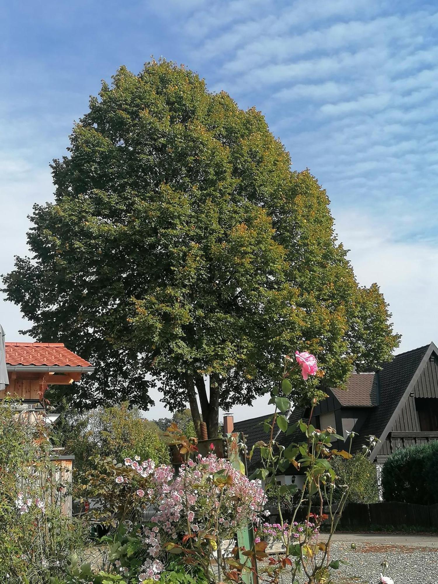 Ferienwohnungen Dornroeschen Weißensberg Exterior foto